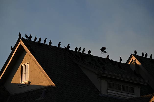 Little Fire of wildfire continues in Sunol, California SUNOL, CALIFORNIA - JULY 21: A view of crows on a house as crews battle wildfire named as Little Fire in Sunol, Alameda County, California on July 21, 2026. Tayfun Coskun Anadolu California United States. Editorial use only. Please get in touch for any other usage.  Copyright: x2026xAnadoluxTayfunxCoskunx