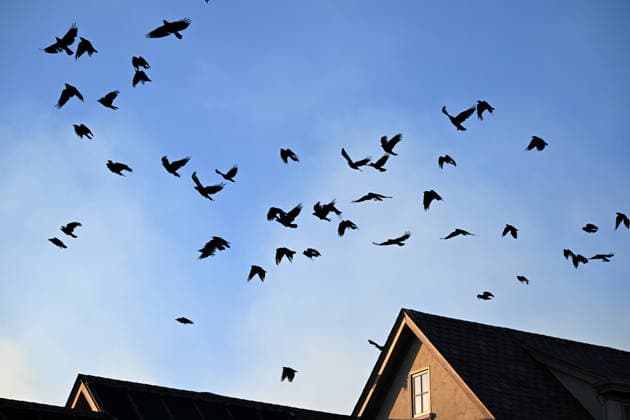 Little Fire of wildfire continues in Sunol, California SUNOL, CALIFORNIA - JULY 21: A view of crows on a house as crews battle wildfire named as Little Fire in Sunol, Alameda County, California on July 21, 2026. Tayfun Coskun Anadolu California United States. Editorial use only. Please get in touch for any other usage.  Copyright: x2026xAnadoluxTayfunxCoskunx