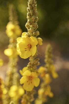 Creative Highlights World Großblütige Königskerze (Verbascum densiflorum), Heilpflanze, Wildbiene, Bienenweide, Insektenweide, Bienenfreundlich, Insektenfreundlich, Naturheilkunde, Pflanzenmedizin, Alternativmedizin, Schwäbisch Hall, Hohenlohe, Deutschland Dense-flowered mullein (Verbascum densiflorum), medicinal plant, wild bee, bee forage, insect forage, bee-friendly, insect-friendly, naturopathy, herbal medicine, alternative medicine, Schwäbisch Hall, Hohenlohe, Germany Copyright: imageBROKER ScholzxAndreas ibxsca18369136.jpg