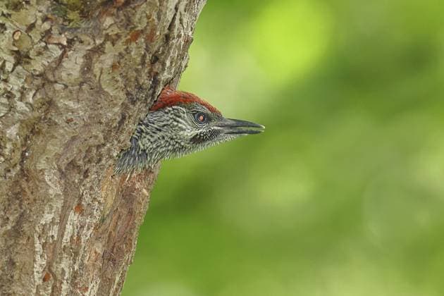 Creative Highlights World Grünspecht (Picus viridis) Jungvogel schaut aus der Bruthöhle in einer alten Eiche, Wildlife, Spechte, Erdspecht, Naturfotografie, Frühling, Wilnsdorf, Nordrhein-Westfalen, Deutschland A young green woodpecker (Picus viridis) peering out of its nesting cavity in an old oak tree, wildlife, woodpeckers, green woodpecker, nature photography, spring, Wilnsdorf, North Rhine-Westphalia, Germany Copyright: imageBROKER BurkhardxSauskojus ibxbsa18501192.jpg