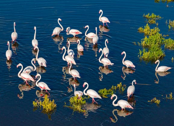 Creative Highlights World Lake Eber in Turkiye s Afyonkarahisar AFYONKARAHISAR, TURKIYE - JUNE 14: Flamingos are seen at Lake Eber in Afyonkarahisar, Turkiye on June 14, 2026. Lake Eber, located between Bolvadin, Cay and Sultandagi districts of Afyonkarahisar, hosts various bird and fish species. Hamit Yalcin Anadolu Afyonkarahisar Turkey. Editorial use only. Please get in touch for any other usage.  Copyright: x2026xAnadoluxHamitxYalcinx