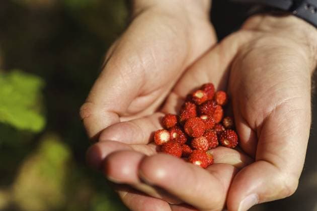 Nahaufnahme der Hände eines Mannes, der im Frühsommer im Wald frisch gepflückte rote Walderdbeeren (Fragaria vesca) hält. Auch bekannt als Walderdbeere, Wald Erdbeere, Alpen Erdbeere, Karpaten Erdbeere oder Europäische Erdbeere. Kleine, leuchtend rote Beeren zeigen ihre natürliche Struktur und ihre Kerne, während sie in den Handflächen vor einem sanft unscharfen grünen Hintergrund im Freien liegen. Ein schlichter, natürlicher Sommermoment und die Köstlichkeit frisch gepflückter Waldfrüchte Close-up of a man s hands holding freshly picked red wild strawberries (Fragaria vesca) in the forest in early summer. Also called wild strawberry, woodland strawberry, Alpine strawberry, Carpathian strawberry or European strawberry. Small bright red Copyright: imageBROKER TatsianaxKalasouskay ibxmdz18509459.jpg ,model released, Symbolfoto ,property released