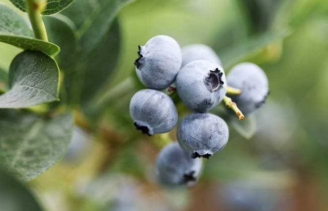 Russia Agriculture Blueberry Harvesting 9210125 22.07.2026 Blueberries grow at the Kolos Kubani enterprise in the town of Krymsk, Krasnodar Region, Russia. Vitaly Timkiv Sputnik Krymsk Krasnodar region Russia  Copyright: xVitalyxTimkivx