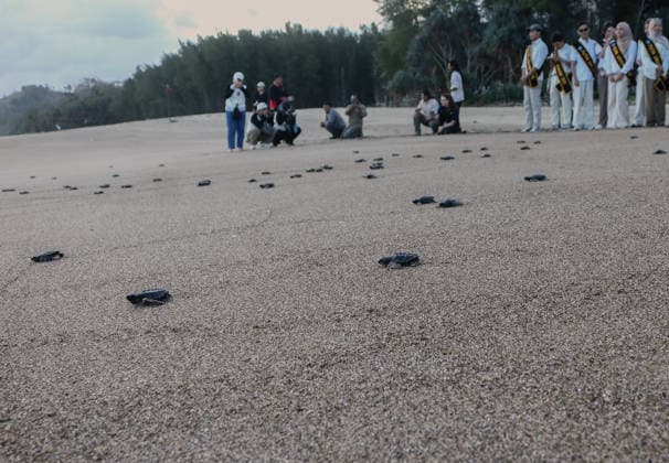 Olive ridley sea turtle hatchlings reached the open sea in East Java MALANG, EAST JAVA, INDONESIA - JULY 22: Hundreds of olive ridley sea turtle (Lepidochelys olivacea) hatchlings, having completed a three-month quarantine period at the Bajulmati Sea Turtle Conservation (BSTC) site, are heading toward the open sea after being released into the wild in Bajulmati Beach, Malang, East Java, Indonesia, on July 22, 2026. Today, the Bajulmati Sea Turtle Conservation Area (BSTC) released 100 olive ridley sea turtle hatchlings (Lepidochelys olivacea) into the sea. The greatest threats to wild sea turtles are poaching for their shells and eggs, as well as high levels of plastic waste in the oceans and coastal development. Aman Rochman Anadolu Malan  Copyright: x2026xAnadoluxAmanxRochmanx