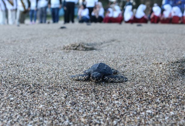 Olive ridley sea turtle hatchlings reached the open sea in East Java MALANG, EAST JAVA, INDONESIA - JULY 22: An olive ridley turtle hatchling is moving across the sand towards the sea as hundreds of olive ridley sea turtle (Lepidochelys olivacea) hatchlings, having completed a three-month quarantine period at the Bajulmati Sea Turtle Conservation (BSTC) site, are heading toward the open sea after being released into the wild in Bajulmati Beach, Malang, East Java, Indonesia, on July 22, 2026. Today, the Bajulmati Sea Turtle Conservation Area (BSTC) released 100 olive ridley sea turtle hatchlings (Lepidochelys olivacea) into the sea. The greatest threats to wild sea turtles are poaching for their shells and eggs, as well as high levels of pla  Copyright: x2026xAnadoluxAmanxRochmanx