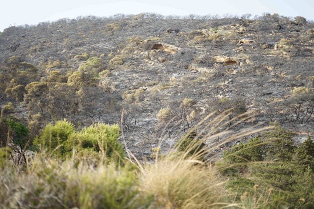 July 22, 2026, Bizerte, Bizerte, Tunisia, Tunisia: Scorched trees are seen on the hills overlooking the coast of Sidi Ali Mekki in the locality of Ghar El Melh on July 22, 2026 after being ravaged by a forest fire. Wildfires broke out the previous night in the heights of Ghar El Melh, Sidi Ali El Mekki, and RafRaf in Tunisia s Bizerte Governorate causing great concern among residents and vacationers. Bizerte Tunisia - ZUMAm342 20260722_zsp_m342_005 Copyright: xHasanxMradx