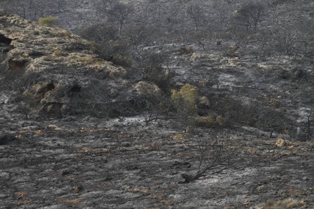 July 22, 2026, Bizerte, Bizerte, Tunisia, Tunisia: Scorched trees are seen on the hills overlooking the coast of Sidi Ali Mekki in the locality of Ghar El Melh on July 22, 2026 after being ravaged by a forest fire. Wildfires broke out the previous night in the heights of Ghar El Melh, Sidi Ali El Mekki, and RafRaf in Tunisia s Bizerte Governorate causing great concern among residents and vacationers. Bizerte Tunisia - ZUMAm342 20260722_zsp_m342_009 Copyright: xHasanxMradx