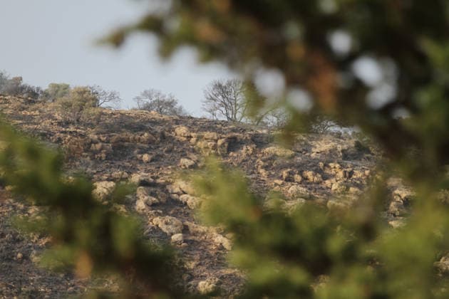 July 22, 2026, Bizerte, Bizerte, Tunisia, Tunisia: Scorched trees are seen on the hills overlooking the coast of Sidi Ali Mekki in the locality of Ghar El Melh on July 22, 2026 after being ravaged by a forest fire. Wildfires broke out the previous night in the heights of Ghar El Melh, Sidi Ali El Mekki, and RafRaf in Tunisia s Bizerte Governorate causing great concern among residents and vacationers. Bizerte Tunisia - ZUMAm342 20260722_zsp_m342_017 Copyright: xHasanxMradx