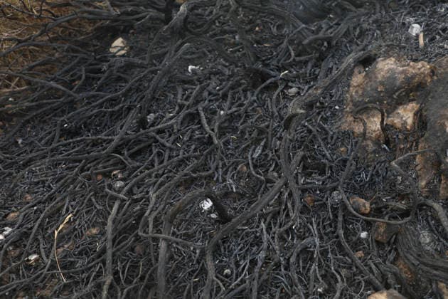 July 22, 2026, Bizerte, Bizerte, Tunisia, Tunisia: Scorched trees are seen on the hills overlooking the coast of Sidi Ali Mekki in the locality of Ghar El Melh on July 22, 2026 after being ravaged by a forest fire. Wildfires broke out the previous night in the heights of Ghar El Melh, Sidi Ali El Mekki, and RafRaf in Tunisia s Bizerte Governorate causing great concern among residents and vacationers. Bizerte Tunisia - ZUMAm342 20260722_zsp_m342_022 Copyright: xHasanxMradx
