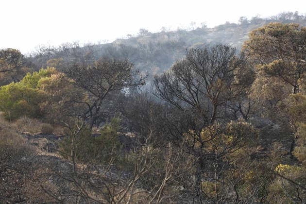 July 22, 2026, Bizerte, Bizerte, Tunisia, Tunisia: Scorched trees are seen on the hills overlooking the coast of Sidi Ali Mekki in the locality of Ghar El Melh on July 22, 2026 after being ravaged by a forest fire. Wildfires broke out the previous night in the heights of Ghar El Melh, Sidi Ali El Mekki, and RafRaf in Tunisia s Bizerte Governorate causing great concern among residents and vacationers. Bizerte Tunisia - ZUMAm342 20260722_zsp_m342_023 Copyright: xHasanxMradx