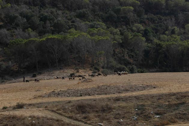 July 22, 2026, Bizerte, Bizerte, Tunisia, Tunisia: Scorched trees are seen on the hills overlooking the coast of Sidi Ali Mekki in the locality of Ghar El Melh on July 22, 2026 after being ravaged by a forest fire. Wildfires broke out the previous night in the heights of Ghar El Melh, Sidi Ali El Mekki, and RafRaf in Tunisia s Bizerte Governorate causing great concern among residents and vacationers. Bizerte Tunisia - ZUMAm342 20260722_zsp_m342_027 Copyright: xHasanxMradx