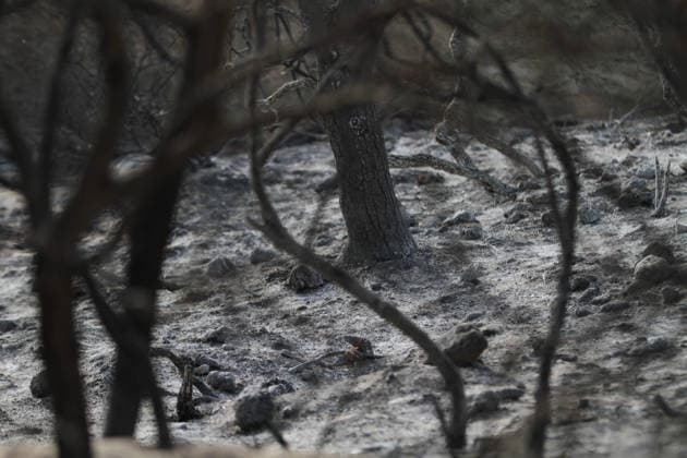 July 22, 2026, Bizerte, Bizerte, Tunisia, Tunisia: Scorched trees are seen on the hills overlooking the coast of Sidi Ali Mekki in the locality of Ghar El Melh on July 22, 2026 after being ravaged by a forest fire. Wildfires broke out the previous night in the heights of Ghar El Melh, Sidi Ali El Mekki, and RafRaf in Tunisia s Bizerte Governorate causing great concern among residents and vacationers. Bizerte Tunisia - ZUMAm342 20260722_zsp_m342_029 Copyright: xHasanxMradx