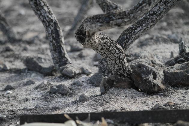 July 22, 2026, Bizerte, Bizerte, Tunisia, Tunisia: Scorched trees are seen on the hills overlooking the coast of Sidi Ali Mekki in the locality of Ghar El Melh on July 22, 2026 after being ravaged by a forest fire. Wildfires broke out the previous night in the heights of Ghar El Melh, Sidi Ali El Mekki, and RafRaf in Tunisia s Bizerte Governorate causing great concern among residents and vacationers. Bizerte Tunisia - ZUMAm342 20260722_zsp_m342_031 Copyright: xHasanxMradx