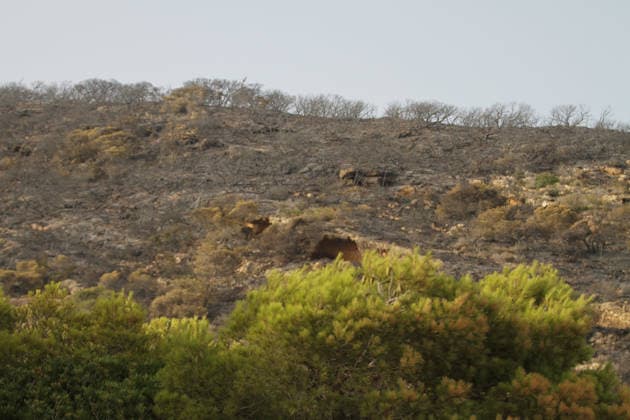 July 22, 2026, Bizerte, Bizerte, Tunisia, Tunisia: Scorched trees are seen on the hills overlooking the coast of Sidi Ali Mekki in the locality of Ghar El Melh on July 22, 2026 after being ravaged by a forest fire. Wildfires broke out the previous night in the heights of Ghar El Melh, Sidi Ali El Mekki, and RafRaf in Tunisia s Bizerte Governorate causing great concern among residents and vacationers. Bizerte Tunisia - ZUMAm342 20260722_zsp_m342_034 Copyright: xHasanxMradx