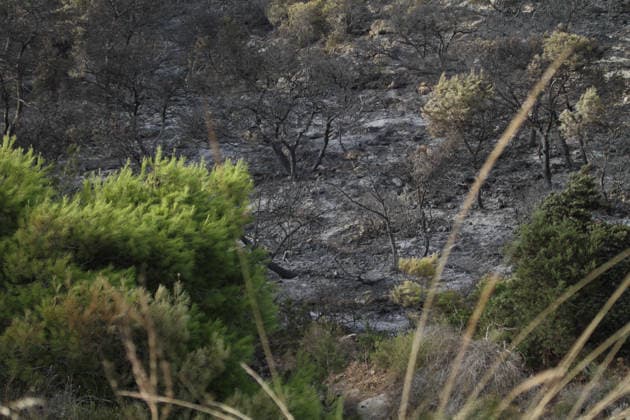 July 22, 2026, Bizerte, Bizerte, Tunisia, Tunisia: Scorched trees are seen on the hills overlooking the coast of Sidi Ali Mekki in the locality of Ghar El Melh on July 22, 2026 after being ravaged by a forest fire. Wildfires broke out the previous night in the heights of Ghar El Melh, Sidi Ali El Mekki, and RafRaf in Tunisia s Bizerte Governorate causing great concern among residents and vacationers. Bizerte Tunisia - ZUMAm342 20260722_zsp_m342_035 Copyright: xHasanxMradx