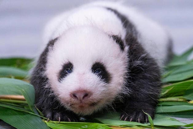 Entertainment Bilder des Tages #2 (260723) -- SEOUL, July 23, 2026 -- This photo released by on July 23, 2026 shows a newborn giant panda cub in South Korea. Ai Bao, a female giant panda on loan from China, gave birth to a female cub on June 3. Ai Bao and Le Bao arrived in South Korea in 2016 and have since lived at the Panda World in , located in Gyeonggi Province. ( Handout via Xinhua) SOUTH KOREA-SEOUL-GIANT PANDA CUB Everland 