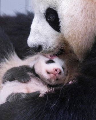 (260723) -- SEOUL, July 23, 2026 -- This photo released by on July 23, 2026 shows a newborn giant panda cub in South Korea. Ai Bao, a female giant panda on loan from China, gave birth to a female cub on June 3. Ai Bao and Le Bao arrived in South Korea in 2016 and have since lived at the Panda World in , located in Gyeonggi Province. ( Handout via Xinhua) SOUTH KOREA-SEOUL-GIANT PANDA CUB Everland 