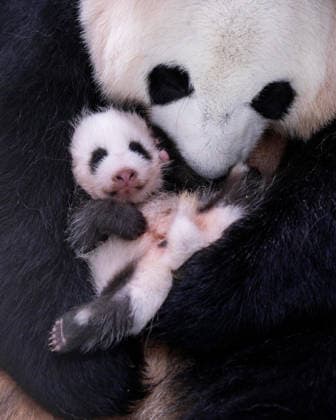 (260723) -- SEOUL, July 23, 2026 -- This photo released by on July 23, 2026 shows a newborn giant panda cub in South Korea. Ai Bao, a female giant panda on loan from China, gave birth to a female cub on June 3. Ai Bao and Le Bao arrived in South Korea in 2016 and have since lived at the Panda World in , located in Gyeonggi Province. ( Handout via Xinhua) SOUTH KOREA-SEOUL-GIANT PANDA CUB Everland 
