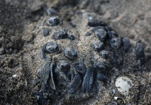 News Bilder des Tages #2 July 22, 2026, Malang, East Java, Indonesia: Several newly hatched olive ridley sea turtles (Lepidochelys olivacea) hatchlings in the quarantine facility at Bajulmati Sea turtle conservation (BSTC) areaÃ‚ in Bajulmati Beach, Malang, East Java, Indonesia, on July 22, 2026. Today, the Bajulmati Sea Turtle Conservation Area (BSTC) released 100 olive ridley sea turtle hatchlings (Lepidochelys olivacea) into the sea. The greatest threats to wild sea turtles are poaching for their shells and eggs, as well as high levels of plastic waste in the oceans and development along the coastline. Malang Indonesia - ZUMAr335 20260722_zip_r335_003 Copyright: xAmanxRochmanx
