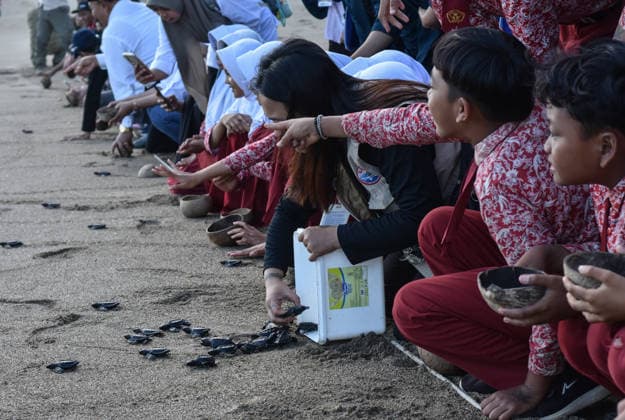 July 22, 2026, Malang, East Java, Indonesia: Several students release olive ridley turtles hatchlings (Lepidochelys olivacea) swam out to the open sea upon their having completed the 3-month quarantine process atÃ‚ Bajulmati Sea turtle conservation (BSTC) area in Bajulmati Beach, Malang, East Java, Indonesia, on July 22, 2026..Today, the Bajulmati Sea Turtle Conservation Area (BSTC) released 100 olive ridley sea turtle hatchlings (Lepidochelys olivacea) into the sea. The greatest threats to wild sea turtles are poaching for their shells and eggs, as well as high levels of plastic waste in the ocean and development along the coast. Malang Indonesia - ZUMAr335 20260722_zip_r335_004 Copyright: xAmanxRochmanx