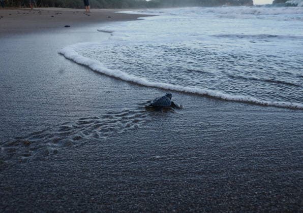 July 22, 2026, Malang, East Java, Indonesia: olive ridley turtle hatchlings (Lepidochelys olivacea) swam out to the open sea upon their release, having completed the 3-month quarantine process at Bajulmati Sea turtle conservation (BSTC) area in Bajulmati Beach, Malang, East Java, Indonesia, on July 22, 2026. Today, the Bajulmati Sea Turtle Conservation Area (BSTC) released 100 olive ridley sea turtle hatchlings (Lepidochelys olivacea) into the sea. The greatest threats to wild sea turtles are poaching for their shells and eggs, as well as high levels of plastic waste in the oceans and coastal development. Malang Indonesia - ZUMAr335 20260722_zip_r335_005 Copyright: xAmanxRochmanx