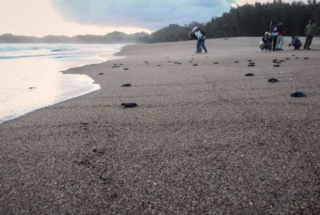 July 22, 2026, Malang, East Java, Indonesia: Hundreds olive ridley turtle hatchlings (Lepidochelys olivacea) swam out to the open sea upon their release, having completed the 3-month quarantine process at Bajulmati Sea turtle conservation (BSTC) area in Bajulmati Beach, Malang, East Java, Indonesia, on July 22, 2026.Ã‚ Today, the Bajulmati Sea Turtle Conservation Area (BSTC) released 100 olive ridley sea turtle hatchlings (Lepidochelys olivacea) into the sea. The greatest threats to wild sea turtles are poaching for their shells and eggs, as well as high levels of plastic waste in the oceans and coastal development. Malang Indonesia - ZUMAr335 20260722_zip_r335_010 Copyright: xAmanxRochmanx