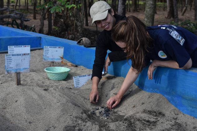 July 22, 2026, Malang, East Java, Indonesia: Two volunteers examine newly hatched olive ridley sea turtle (Lepidochelys olivacea) hatchlings in a quarantine facility atÃ‚ Bajulmati Sea turtle conservation (BSTC) area in Bajulmati Beach, Malang, East Java, Indonesia, on July 22, 2026. Today, the Bajulmati Sea Turtle Conservation Area (BSTC) released 100 olive ridley sea turtle hatchlings (Lepidochelys olivacea) into the sea. The greatest threats to wild sea turtles are poaching for their shells and eggs, as well as high levels of plastic waste in the ocean and development along the coast. Malang Indonesia - ZUMAr335 20260722_zip_r335_009 Copyright: xAmanxRochmanx