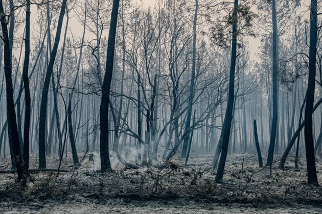 Fire in Gironde: 2,400 hectares burned between Saumos and Le Porge THE ROAD BETWEEN LE PORGE AND LEGE PHOTOPQR SUD OUEST GUILLAUME BONNAUD Bordeaux July 23, 2026 JULY 23, 2026 IN GIRONDE Fire in Gironde: 2,400 hectares burned between Saumos and Le Porge Photo by Guillaume Bonnaud THE ROAD BETWEEN LE PORGE AND LEGE Gironde, France – July 23, 2026 Firefighters battle a fast-moving wildfire between Saumos and Le Porge after the blaze scorched around 2,400 hectares of forest and triggered the evacuation of thousands of people Bordeaux GIRONDE France  Copyright: xPHOTOPQR SUDxOUEST MAXPPPxGUILLAUMExBONNAUDx 20260723SDO5479 20260723SDO5479