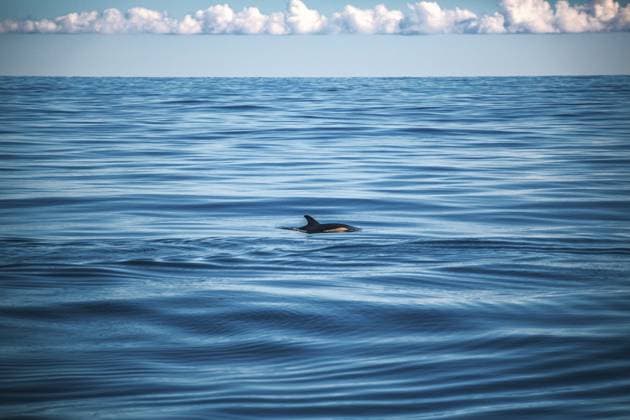 Creative Highlights World Ein Delfin schwimmt in der Weite des blauen Ozeans unter bewölktem Himmel, Gemeiner Delfin (Delphinus delphis) im Atlantik vor der Algarve, Portugal A dolphin swims in the vastness of the blue ocean beneath a cloudy sky, a short-beaked common dolphin (Delphinus delphis) in the Atlantic off the Algarve, Portugal Copyright: imageBROKER DennisxEid ibxwlw18422955.jpg