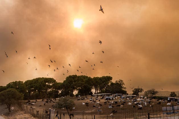 A wildfire breaks out in San Martín de Valdeiglesias, Madrid, after a car catches fire on the M 501. Several birds flee the fire, July 23, 2026, in San Martín de Valdeiglesias, Madrid, Spain. A new wildfire broke out this Thursday in the Community of Madrid after a car caught fire on the M-501 in the town of San Martín de Valdeiglesias, and the flames spread to the surrounding hills, according to eyewitness sources who spoke to Europa Press. JULY 23, 2026 FIRE BLaze FLAMES CIVIL GUARD PIXELATED Carlos Lujá San Martín de Valdeiglesias, Madrid San Martín de Valdeiglesias, Madrid, Spain  Copyright: xCarlosxLujanx 7683428