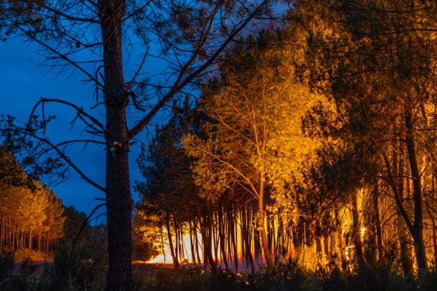 Flames Engulf Pine Forest During Gironde Wildfires - Le Porge Flames spread through a pine forest during the ongoing wildfires in the Gironde department. The fast-moving blaze has prompted evacuations and a major firefighting response as extreme weather conditions fuel the fire near Le Porge, France, on July 23, 2026. Photo by Margot Le Gonidec ABACAPRESS.COM Le Porge France  Copyright: xLexGonidecxMargot ABACAx