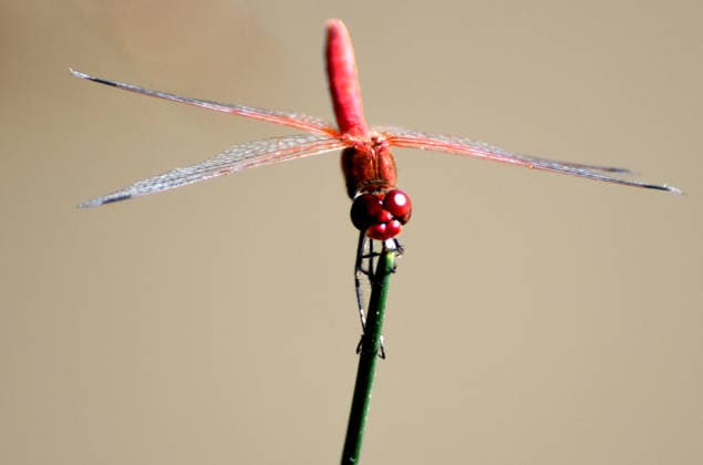 Creative Highlights World Dragonflies add color to wetlands in Turkiye s Kars KARS, TURKIYE - JULY 24: Dragonflies are seen in the wetlands of Sarikamis district in Kars, Turkiye, on July 24, 2026. Following recent rainfall, the high-altitude district, among Turkiye s highest inhabited settlements, has become home to large numbers of dragonflies, adding vibrant colors to the natural landscape. Huseyin Demirci Anadolu Kars Turkey. Editorial use only. Please get in touch for any other usage.  Copyright: x2026xAnadoluxHuseyinxDemircix