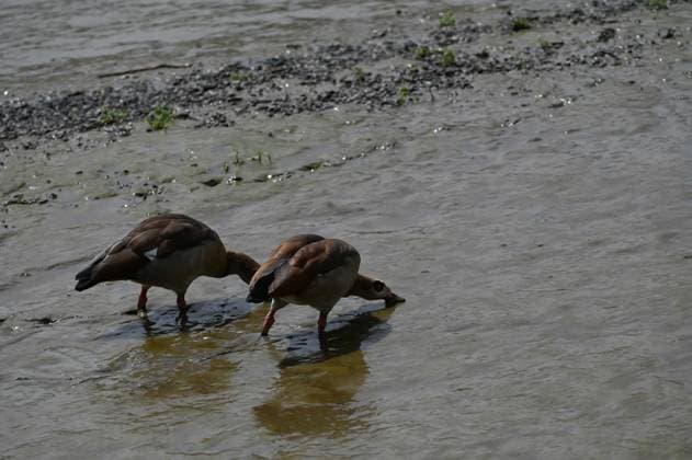 Water level dropped in the River Thames LONDON, UNITED KINGDOM - JULY 24: Ducks are foraging on the muddy bed of the River Thames, where the water level has dropped in London, United Kingdom, on July 24, 2026. Rasid Necati Aslim Anadolu London United Kingdom. Editorial use only. Please get in touch for any other usage.  Copyright: x2026xAnadoluxRasidxNecatixAslimx
