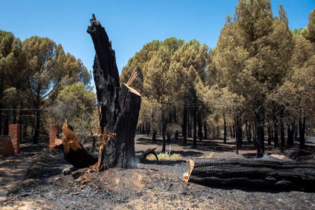 The Ávila City Council is deploying a response operation to assist the residents of El Tiemblo who were evacuated. Condition of the area following the fire, as of July 24, 2026, in Almorox, Toledo, Castile-La Mancha, Spain, July 24, 2026: FIRE, SMOKE, SMOKE PLUME, EVACUEES, CLM, EMERGENCY RESPONSE, FLAME, EMbers, ALMOROX, TOLEDO, Almorox, Toledo, Castile-La Mancha Almorox, Toledo, Castile-La Mancha, Spain  Copyright: xGabrixSolerax 7686349