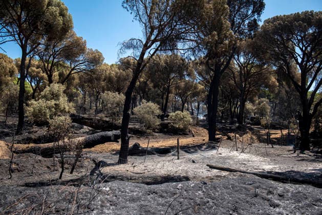 The Ávila City Council is deploying a response operation to assist the residents of El Tiemblo who were evacuated. Condition of the area following the fire, as of July 24, 2026, in Almorox, Toledo, Castile-La Mancha, Spain, July 24, 2026: FIRE, SMOKE, SMOKE PLUME, EVACUEES, CLM, EMERGENCY RESPONSE, FLAME, EMbers, ALMOROX, TOLEDO, Almorox, Toledo, Castile-La Mancha Almorox, Toledo, Castile-La Mancha, Spain  Copyright: xGabrixSolerax 7686353