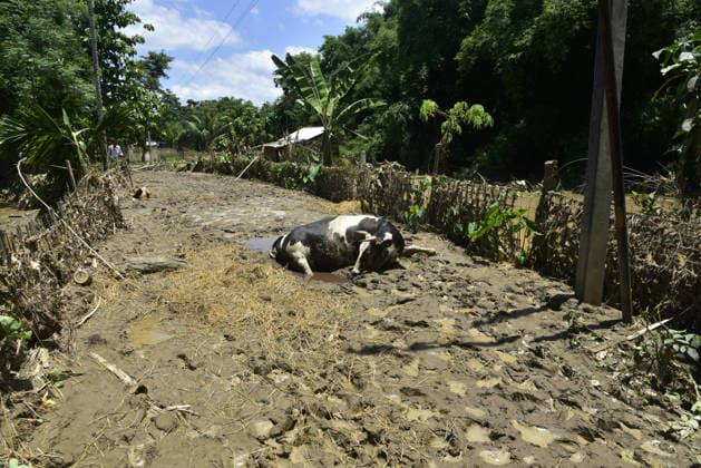 Aftermath of the flood in India s Sivasagar SIVASAGAR, INDIA - JULY 25: The carcass of a cow lies amid mud and debris after being swept away and killed by floodwaters in Sivasagar, Assam, India on Saturday, July 25, 2026. Hafiz Ahmed Anadolu Sivasagar India. Editorial use only. Please get in touch for any other usage.  Copyright: x2026xAnadoluxHafizxAhmedx