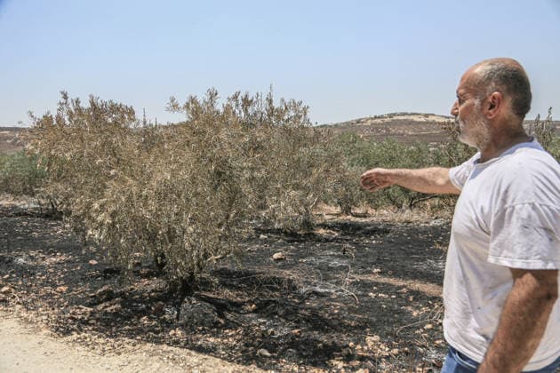July 25, 2026, Nablus, West Bank, Palestine: A Palestinian inspects the burned olive groves set ablaze by a group of Jewish settlers in the village of Tell, southwest of Nablus in the West Bank. This attack came in retaliation for the killing of two settlers and four Palestinians in Tell, southwest of Nablus in the West Bank. In response, settlers set fire to Palestinian cars and homes in Tell and the neighboring village of Qalqilya Sara. Meanwhile, the Israeli army announced its readiness for a military operation in the northern West Bank, which is under the control of the Palestinian Authority. Nablus Palestine - ZUMAs197 20260725_aaa_s197_258 Copyright: xNasserxishatyehx