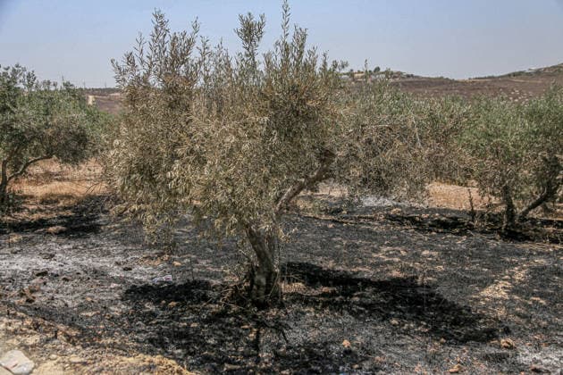 July 25, 2026, Nablus, West Bank, Palestine: A view of burned olive groves set ablaze by a group of Jewish settlers in the village of Tell, southwest of Nablus in the West Bank. This attack came in retaliation for the killing of two settlers and four Palestinians in Tell, southwest of Nablus in the West Bank. In response, settlers set fire to Palestinian cars and homes in Tell and the neighboring village of Qalqilya Sara. Meanwhile, the Israeli army announced its readiness for a military operation in the northern West Bank, which is under the control of the Palestinian Authority. Nablus Palestine - ZUMAs197 20260725_aaa_s197_265 Copyright: xNasserxishatyehx