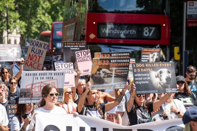 Demonstration against Greyhound race in London, UK - 25 Jul 2026 Animal rights activists hold placards during a protest march. Animal rights activists gathered outside of the Greyhound Board of Great Britain (GBGB) headquarters near the St Paul s Cathedral. The Greyhound Board of Great Britain (GBGB) serves as the governing and regulatory body for licensed greyhound racing in England because it was banned previously in Wales and Scotland. The protesters demand from the UK Government to ban the Greyhound racing immediately because 161 dog died during and after the race, just in 2025. London United Kingdom Copyright: xKrisztianxElekx xSOPAxImagesx SSS_20260725_GREYHOUND_DEMO_0011005013