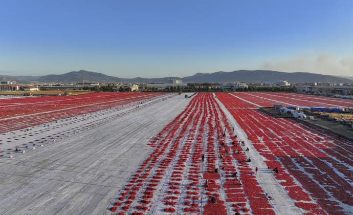 Turkiye generates nearly 61 million USD from sun-dried tomato exports in first half of 2026 IZMIR, TURKIYE - JULY 25: An aerial view shows a field where agricultural workers cut and arrange freshly harvested tomatoes on large mats for sun-drying in Izmir, Turkiye, on July 25, 2026. Turkiye, the world s third-largest tomato producer, generated 60.98 million USD from exporting 18,301 tons of sun-dried tomatoes to 91 countries in the first half of 2026. The tomatoes, transported from fields by tractors, are halved and left to dry under the scorching sun for about a week before final processing. Halil Fidan Anadolu Izmir Turkey. Editorial use only. Please get in touch for any other usage.  Copyright: x2026xAnadoluxHalilxFidanx