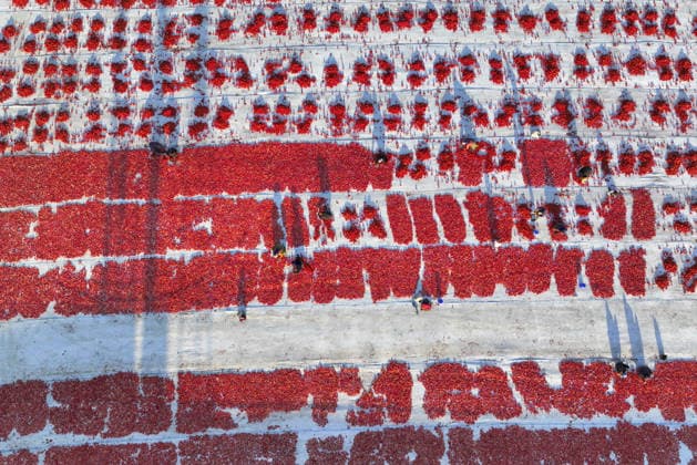 Turkiye generates nearly 61 million USD from sun-dried tomato exports in first half of 2026 IZMIR, TURKIYE - JULY 25: An aerial view shows a field where agricultural workers cut and arrange freshly harvested tomatoes on large mats for sun-drying in Izmir, Turkiye, on July 25, 2026. Turkiye, the world s third-largest tomato producer, generated 60.98 million USD from exporting 18,301 tons of sun-dried tomatoes to 91 countries in the first half of 2026. The tomatoes, transported from fields by tractors, are halved and left to dry under the scorching sun for about a week before final processing. Halil Fidan Anadolu Izmir Turkey. Editorial use only. Please get in touch for any other usage.  Copyright: x2026xAnadoluxHalilxFidanx