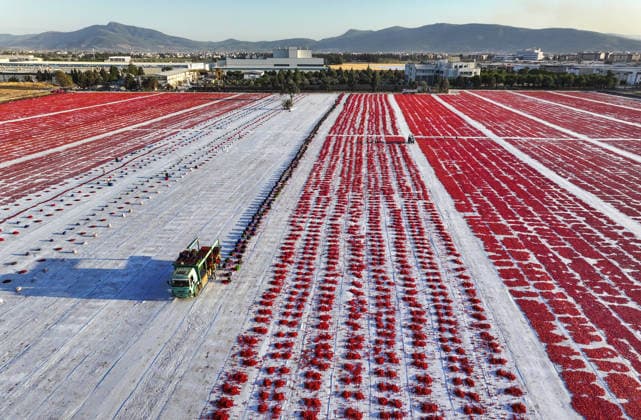 Turkiye generates nearly 61 million USD from sun-dried tomato exports in first half of 2026 IZMIR, TURKIYE - JULY 25: An aerial view shows a field where agricultural workers cut and arrange freshly harvested tomatoes on large mats for sun-drying in Izmir, Turkiye, on July 25, 2026. Turkiye, the world s third-largest tomato producer, generated 60.98 million USD from exporting 18,301 tons of sun-dried tomatoes to 91 countries in the first half of 2026. The tomatoes, transported from fields by tractors, are halved and left to dry under the scorching sun for about a week before final processing. Halil Fidan Anadolu Izmir Turkey. Editorial use only. Please get in touch for any other usage.  Copyright: x2026xAnadoluxHalilxFidanx