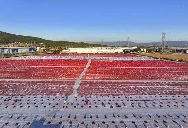 Turkiye generates nearly 61 million USD from sun-dried tomato exports in first half of 2026 IZMIR, TURKIYE - JULY 25: An aerial view shows a field where agricultural workers cut and arrange freshly harvested tomatoes on large mats for sun-drying in Izmir, Turkiye, on July 25, 2026. Turkiye, the world s third-largest tomato producer, generated 60.98 million USD from exporting 18,301 tons of sun-dried tomatoes to 91 countries in the first half of 2026. The tomatoes, transported from fields by tractors, are halved and left to dry under the scorching sun for about a week before final processing. Halil Fidan Anadolu Izmir Turkey. Editorial use only. Please get in touch for any other usage.  Copyright: x2026xAnadoluxHalilxFidanx