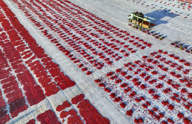 Turkiye generates nearly 61 million USD from sun-dried tomato exports in first half of 2026 IZMIR, TURKIYE - JULY 25: An aerial view shows a field where agricultural workers cut and arrange freshly harvested tomatoes on large mats for sun-drying in Izmir, Turkiye, on July 25, 2026. Turkiye, the world s third-largest tomato producer, generated 60.98 million USD from exporting 18,301 tons of sun-dried tomatoes to 91 countries in the first half of 2026. The tomatoes, transported from fields by tractors, are halved and left to dry under the scorching sun for about a week before final processing. Halil Fidan Anadolu Izmir Turkey. Editorial use only. Please get in touch for any other usage.  Copyright: x2026xAnadoluxHalilxFidanx