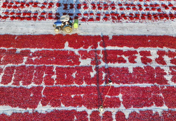Turkiye generates nearly 61 million USD from sun-dried tomato exports in first half of 2026 IZMIR, TURKIYE - JULY 25: An aerial view shows a field where agricultural workers cut and arrange freshly harvested tomatoes on large mats for sun-drying in Izmir, Turkiye, on July 25, 2026. Turkiye, the world s third-largest tomato producer, generated 60.98 million USD from exporting 18,301 tons of sun-dried tomatoes to 91 countries in the first half of 2026. The tomatoes, transported from fields by tractors, are halved and left to dry under the scorching sun for about a week before final processing. Halil Fidan Anadolu Izmir Turkey. Editorial use only. Please get in touch for any other usage.  Copyright: x2026xAnadoluxHalilxFidanx