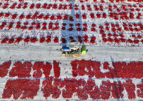 Turkiye generates nearly 61 million USD from sun-dried tomato exports in first half of 2026 IZMIR, TURKIYE - JULY 25: An aerial view shows a field where agricultural workers cut and arrange freshly harvested tomatoes on large mats for sun-drying in Izmir, Turkiye, on July 25, 2026. Turkiye, the world s third-largest tomato producer, generated 60.98 million USD from exporting 18,301 tons of sun-dried tomatoes to 91 countries in the first half of 2026. The tomatoes, transported from fields by tractors, are halved and left to dry under the scorching sun for about a week before final processing. Halil Fidan Anadolu Izmir Turkey. Editorial use only. Please get in touch for any other usage.  Copyright: x2026xAnadoluxHalilxFidanx