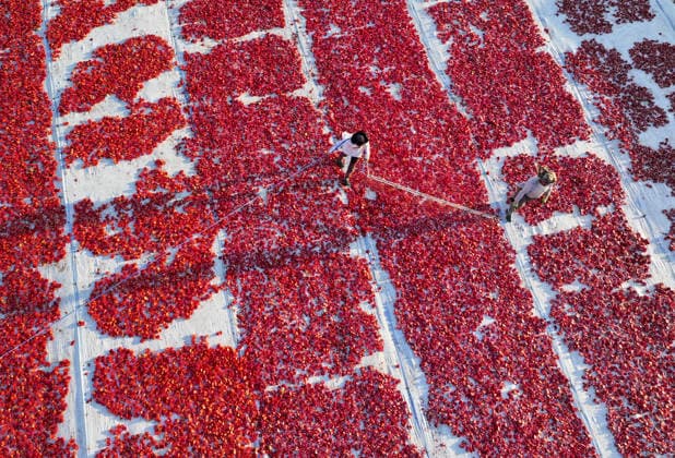 Turkiye generates nearly 61 million USD from sun-dried tomato exports in first half of 2026 IZMIR, TURKIYE - JULY 25: An aerial view shows a field where agricultural workers cut and arrange freshly harvested tomatoes on large mats for sun-drying in Izmir, Turkiye, on July 25, 2026. Turkiye, the world s third-largest tomato producer, generated 60.98 million USD from exporting 18,301 tons of sun-dried tomatoes to 91 countries in the first half of 2026. The tomatoes, transported from fields by tractors, are halved and left to dry under the scorching sun for about a week before final processing. Halil Fidan Anadolu Izmir Turkey. Editorial use only. Please get in touch for any other usage.  Copyright: x2026xAnadoluxHalilxFidanx