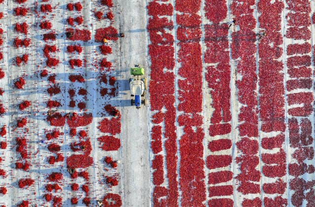 Turkiye generates nearly 61 million USD from sun-dried tomato exports in first half of 2026 IZMIR, TURKIYE - JULY 25: An aerial view shows a field where agricultural workers cut and arrange freshly harvested tomatoes on large mats for sun-drying in Izmir, Turkiye, on July 25, 2026. Turkiye, the world s third-largest tomato producer, generated 60.98 million USD from exporting 18,301 tons of sun-dried tomatoes to 91 countries in the first half of 2026. The tomatoes, transported from fields by tractors, are halved and left to dry under the scorching sun for about a week before final processing. Halil Fidan Anadolu Izmir Turkey. Editorial use only. Please get in touch for any other usage.  Copyright: x2026xAnadoluxHalilxFidanx
