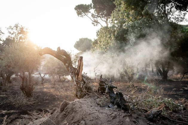 The wildfire in the western mountains of Madrid reaches Cadalso de los Vidrios Effects of the wildfire in the western mountains of Madrid, on the La Granjilla estate, on July 26, 2026, in Cadalso de los Vidrios, Madrid, Spain. The fire forced the evacuation of Cadalso de los Vidrios and Rozas de Puerto Real on Saturday, July 25. JULY 26, 2026 FOREST FIRE IN Cadalso de los Vidrios, Madrid. Cadalso de los Vidrios, Madrid, Spain  Copyright: xA.xPÃ rezxMecax 7688413