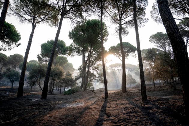 The wildfire in the western mountains of Madrid reaches Cadalso de los Vidrios Effects of the wildfire in the western mountains of Madrid, on the La Granjilla estate, on July 26, 2026, in Cadalso de los Vidrios, Madrid, Spain. The fire forced the evacuation of Cadalso de los Vidrios and Rozas de Puerto Real on Saturday, July 25. JULY 26, 2026 FOREST FIRE IN Cadalso de los Vidrios, Madrid. Cadalso de los Vidrios, Madrid, Spain  Copyright: xA.xPÃ rezxMecax 7688415